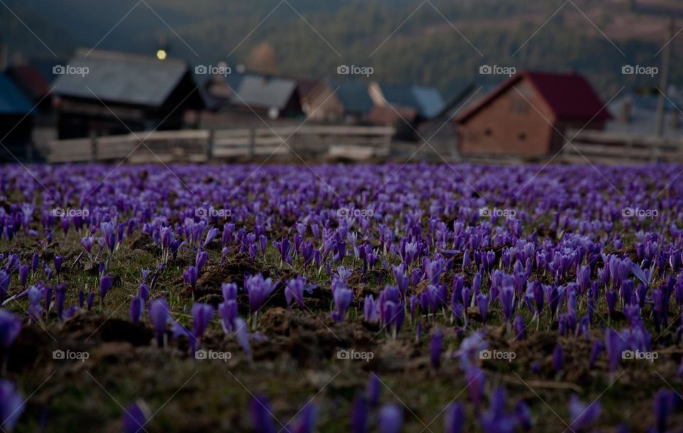 Rural landscape with crocuses abloom 