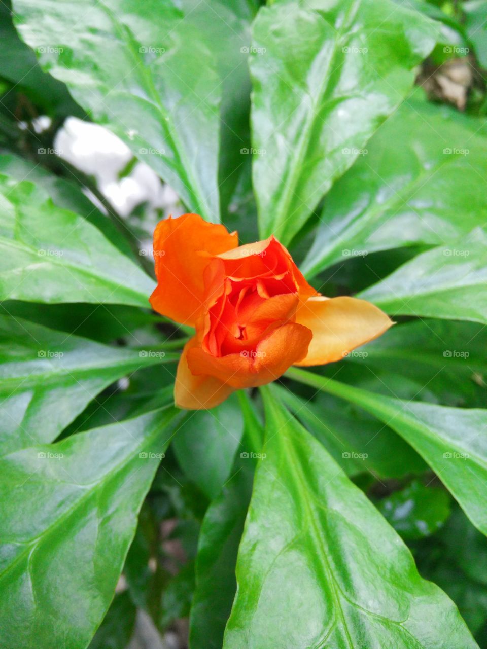 High angle view of a flower