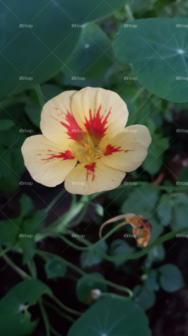 Yellow & Red Wild Flowers