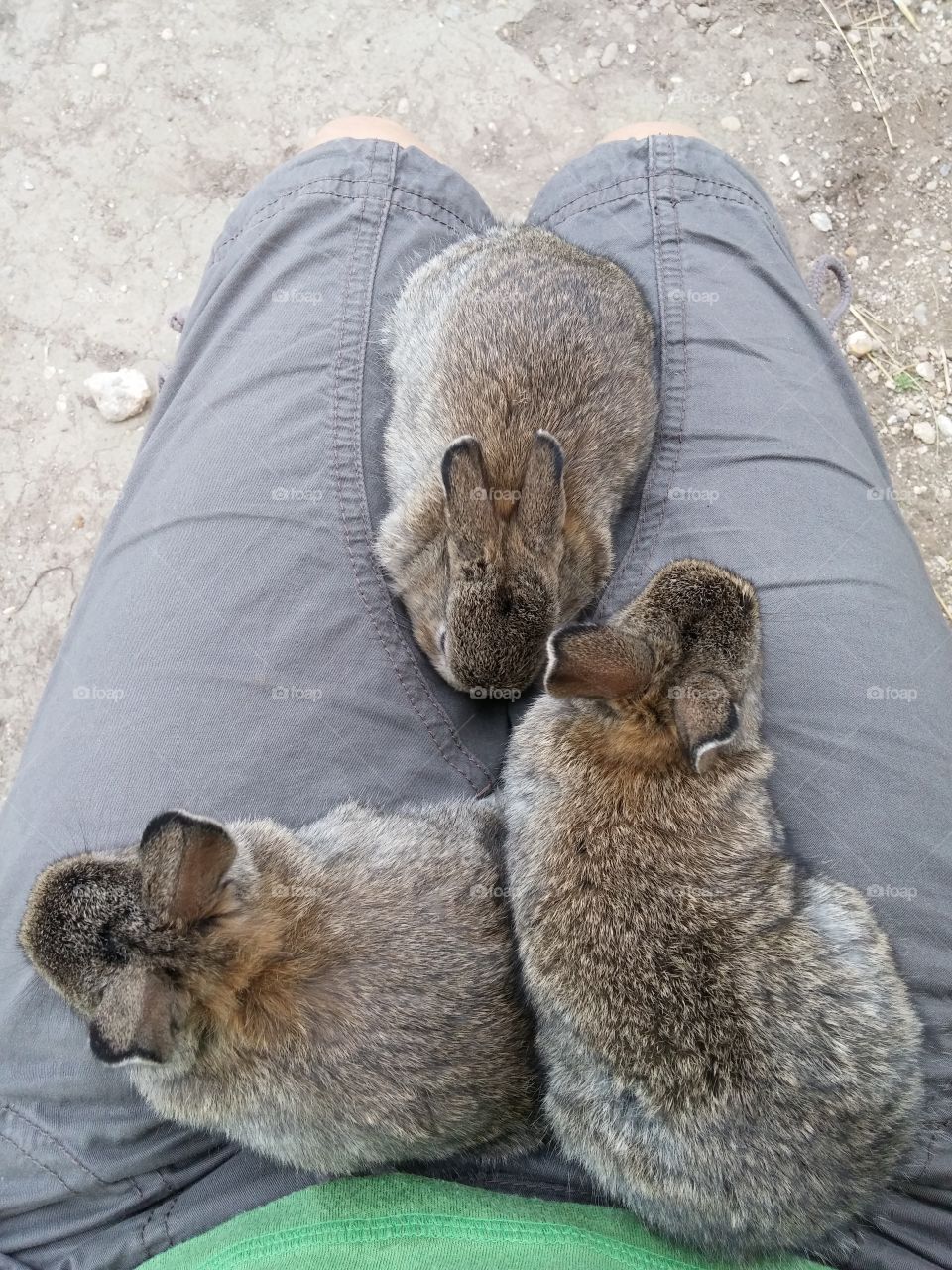 fuzzy baby bunnies