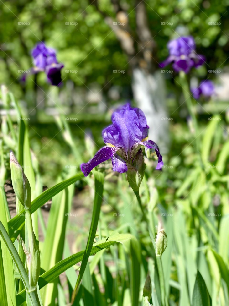 bright blooming purple irises in a flowerbed