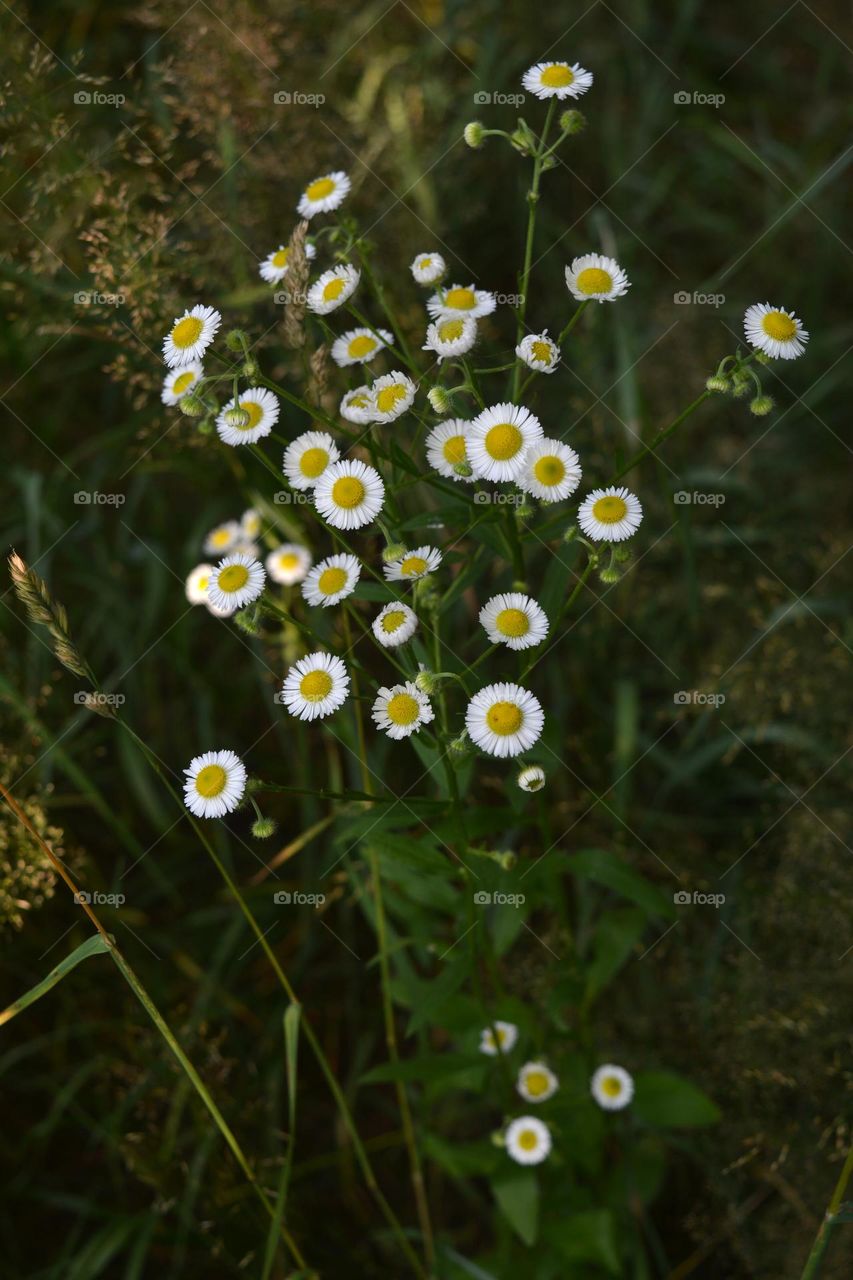 beautiful flowers in field in sunlight and shadows