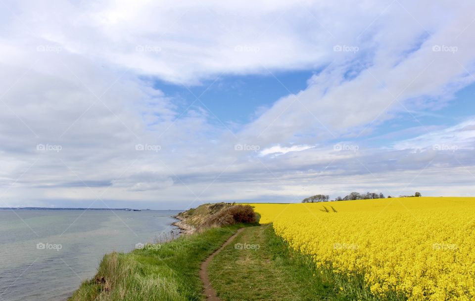 Spring time in Sweden, Skåne, rapefield by the coast