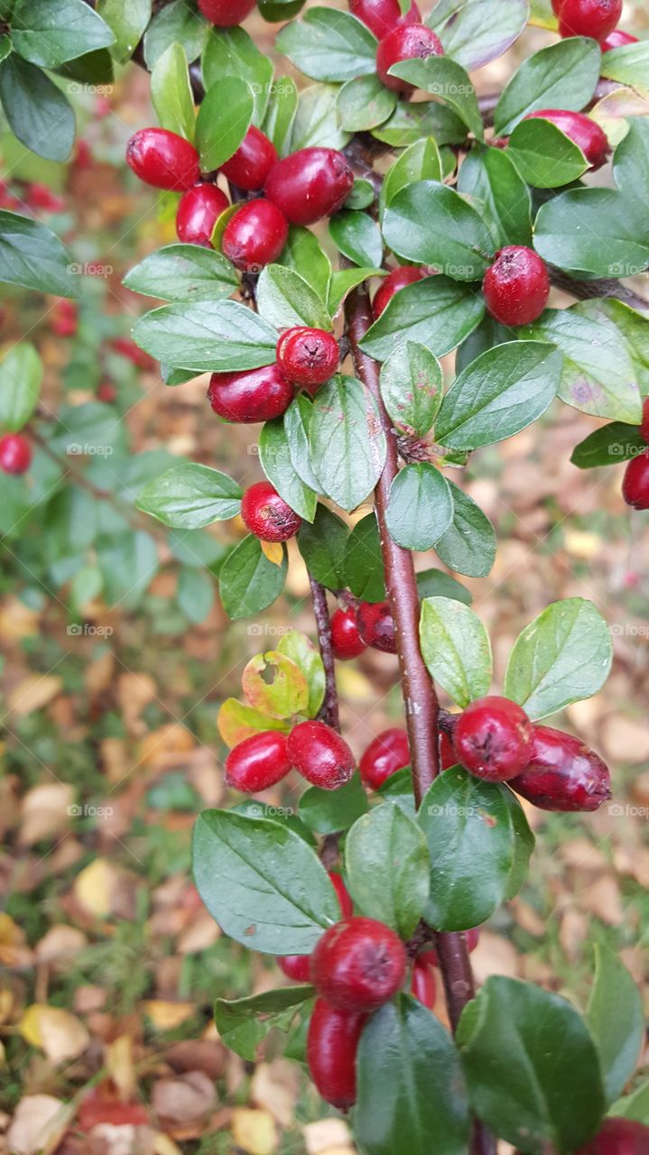 red berries