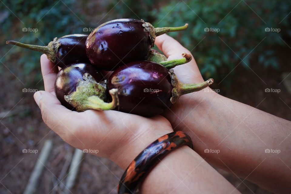 Person holding organic eggplants