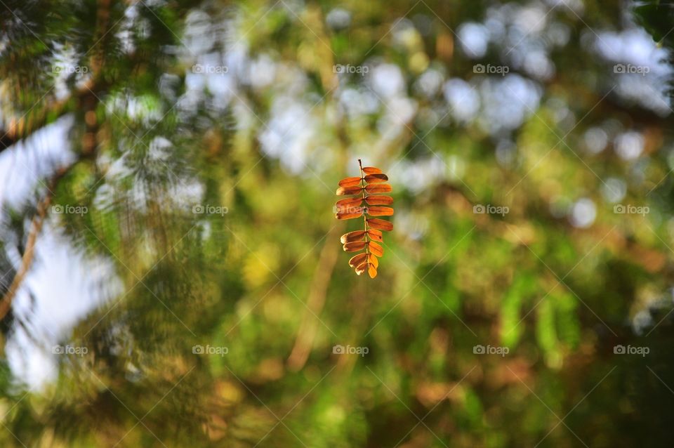 Nature, No Person, Tree, Outdoors, Leaf