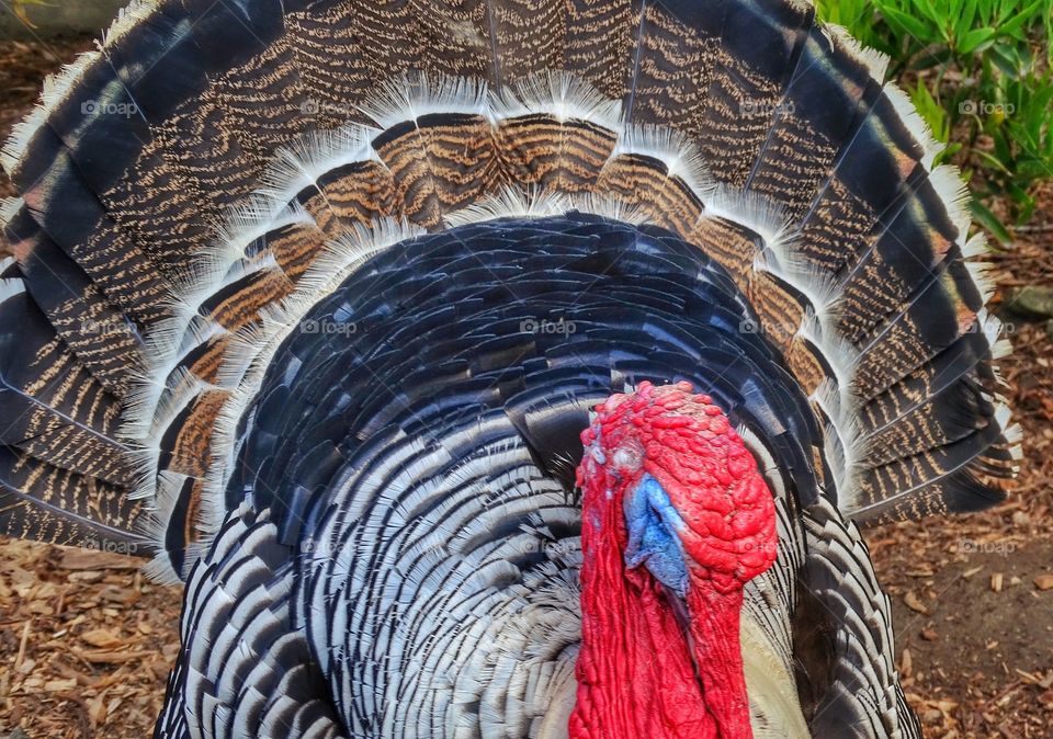 Male Wild Turkey