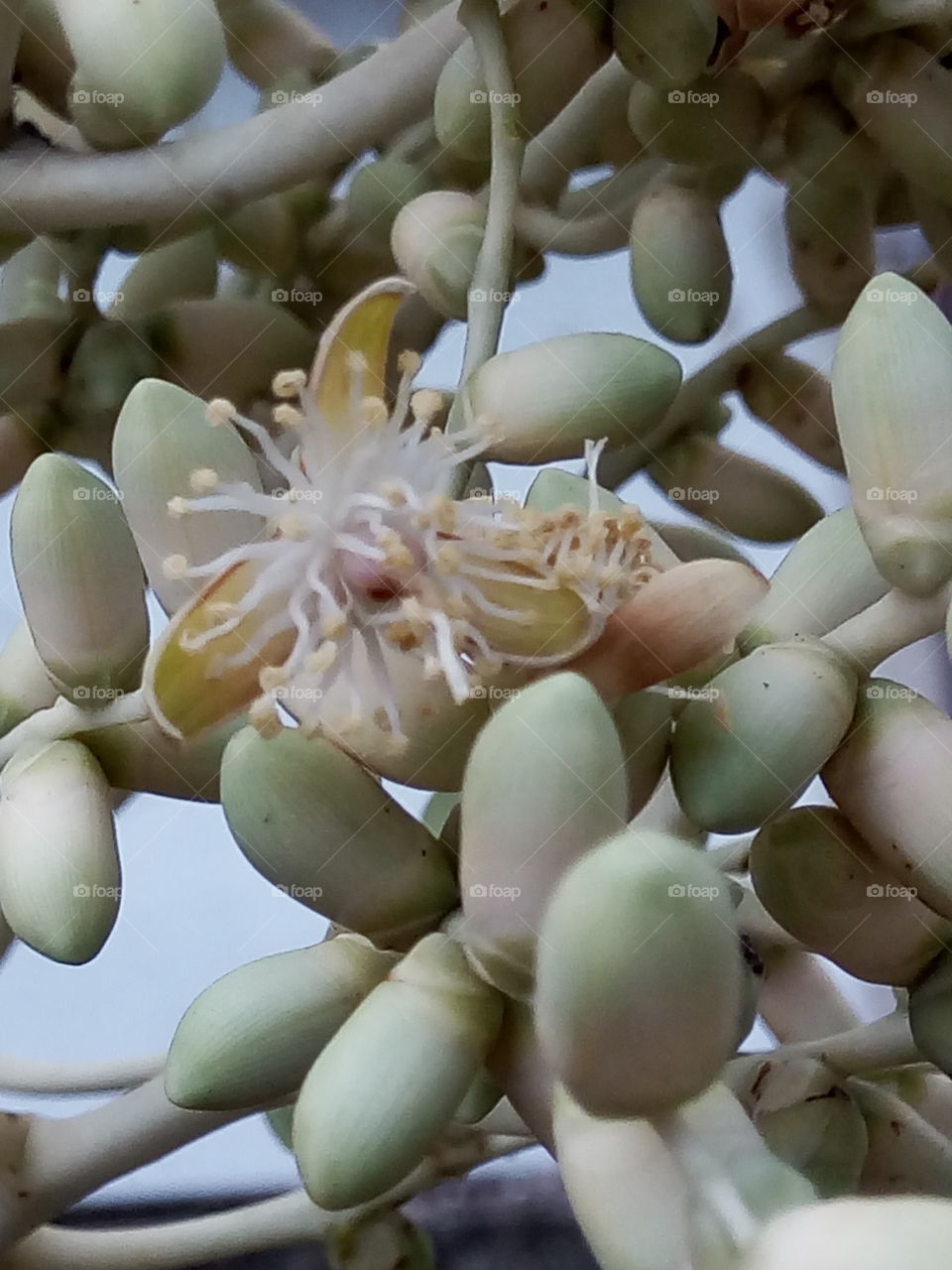 Nature, Flora, No Person, Flower, Food