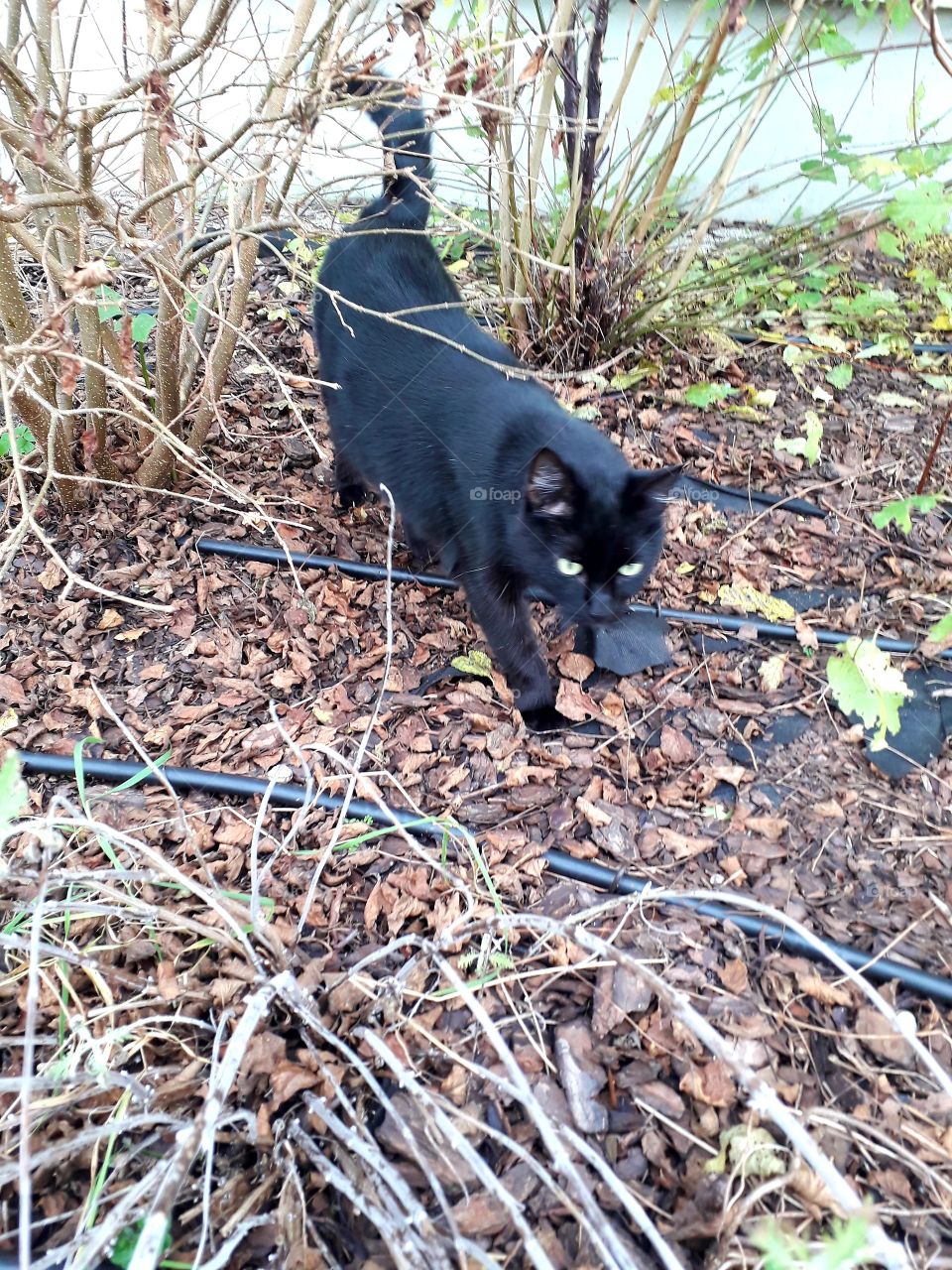 autumn garden  - black cat with green eyes in shrubs