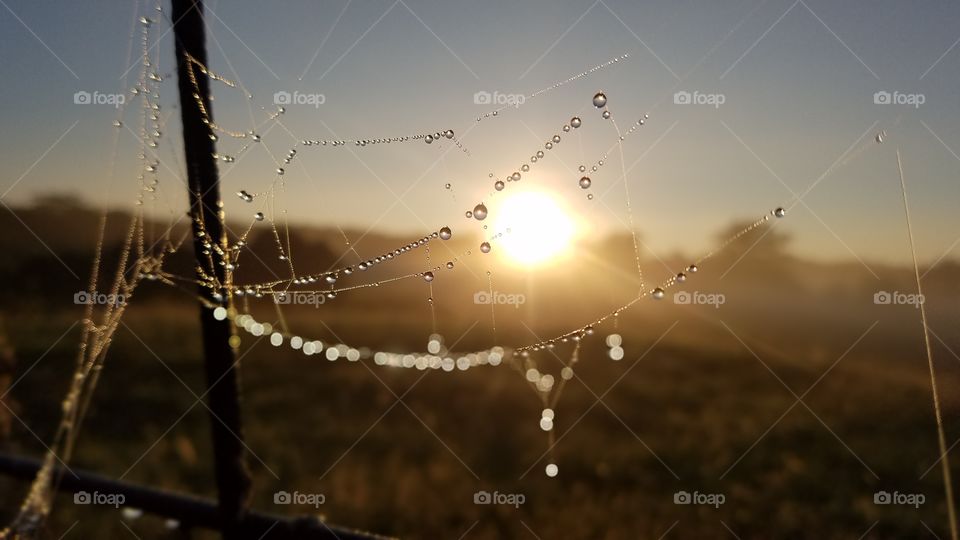 Spider, Spiderweb, Dawn, Cobweb, Sunset