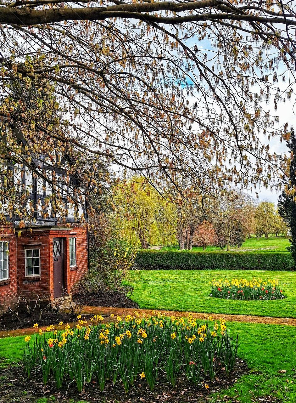 Image of Colchester Castle Park park keeper's cottage and garden with daffodils in the foreground