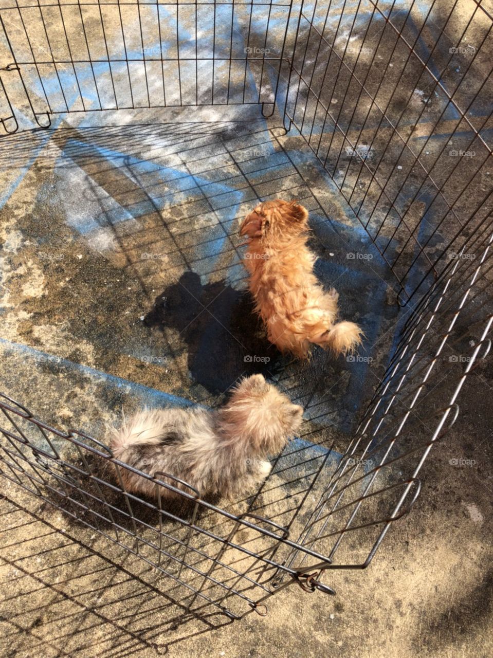 two fluffy puppy " pomeranian" after taking a bath running in the sun together.