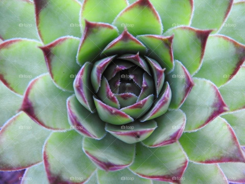 Succulent