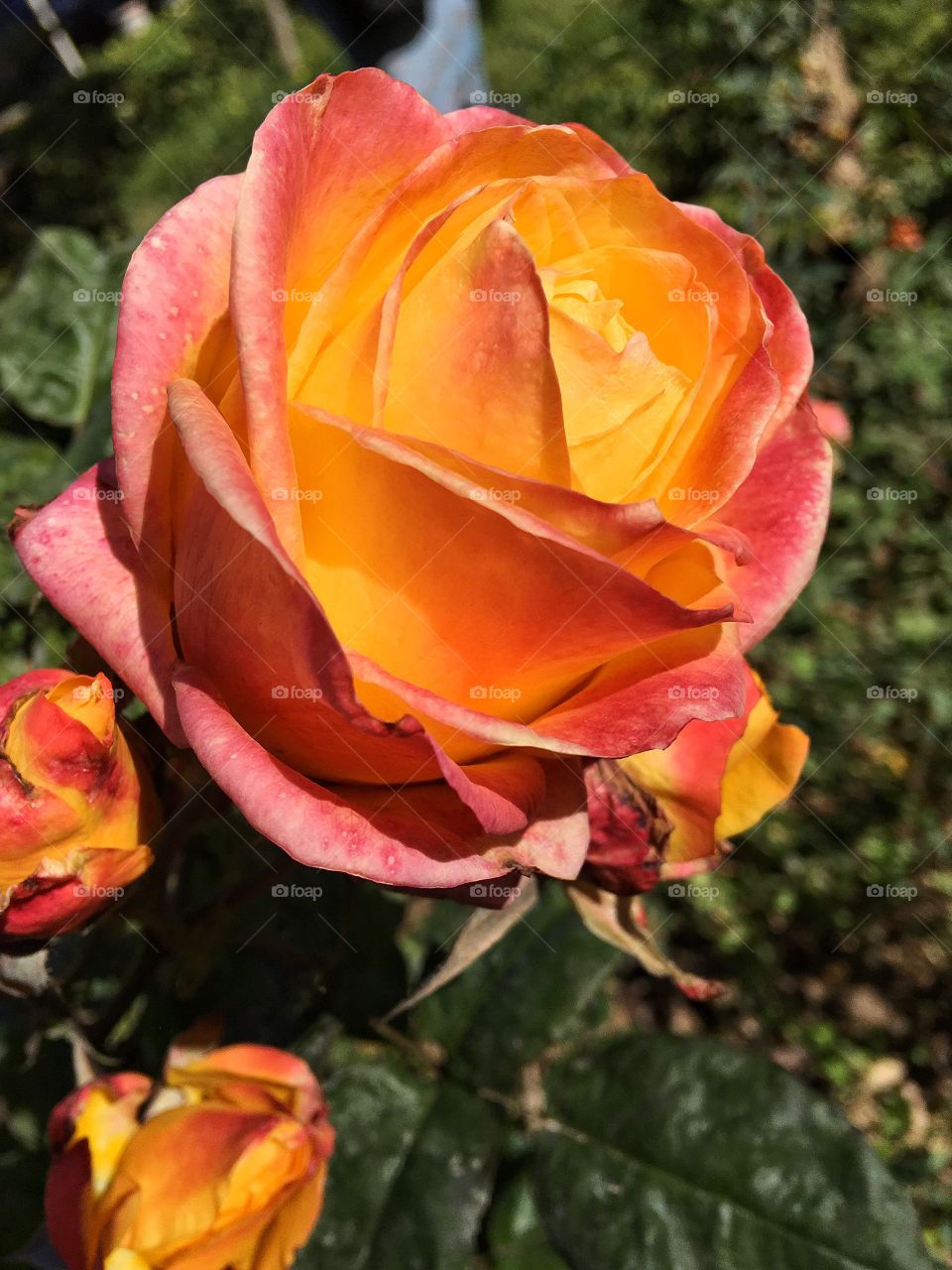 A rose is but a rose