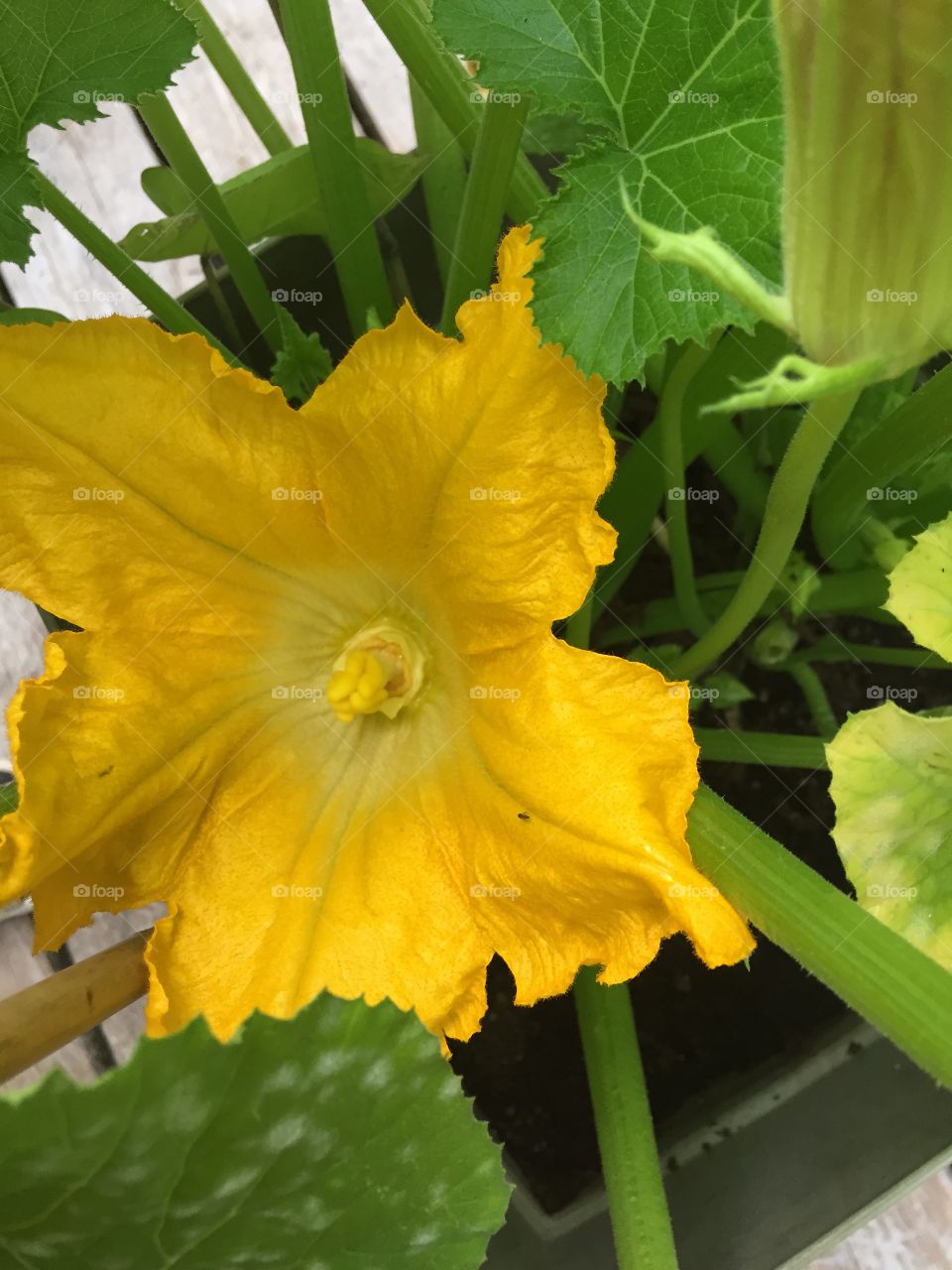 Summer squash flower