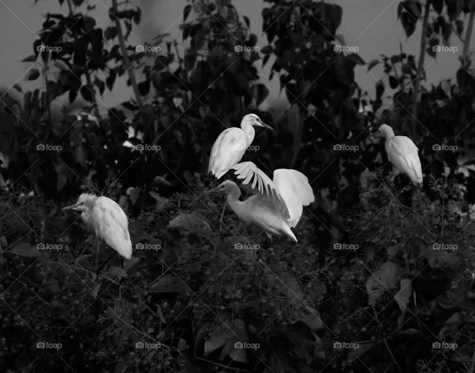 Bird photography - Great Egret - Resting