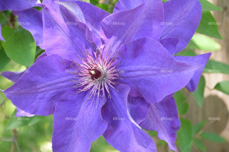 Purple flower
