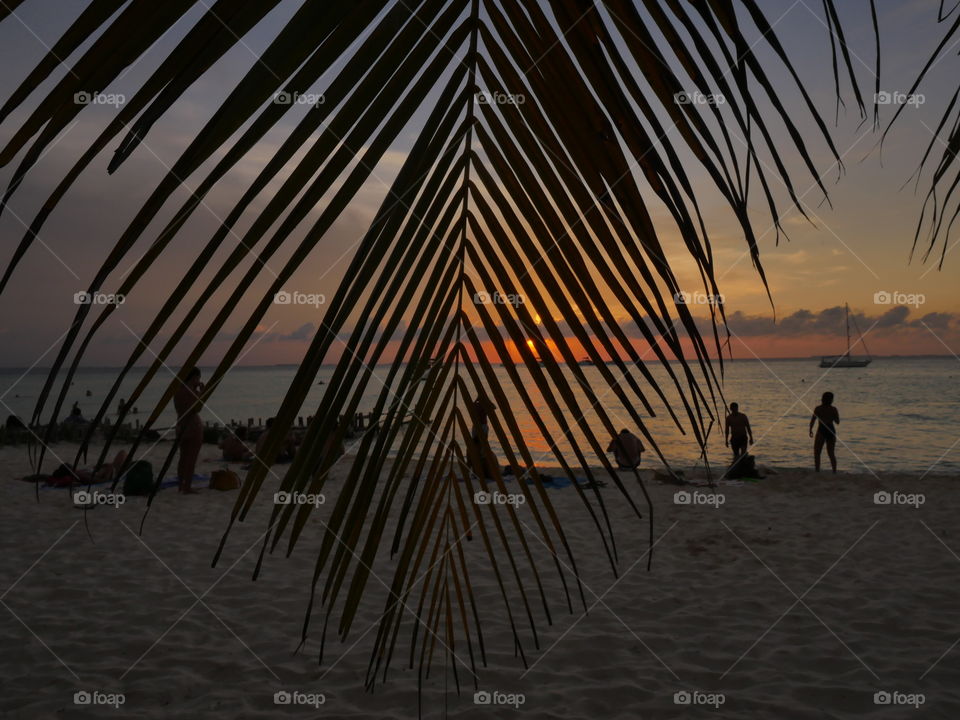 Caribbean sunset with palm tree