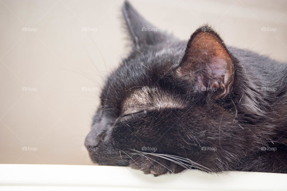 Sleeping black cat 
