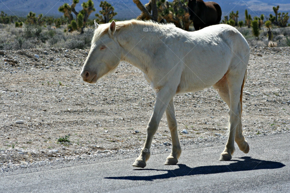 Wild Albino