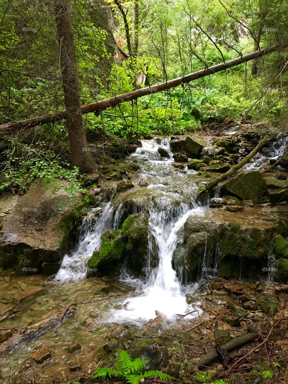 Forrest waterfalls 