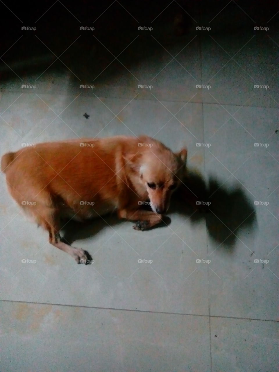My Doggie Ziva :-)