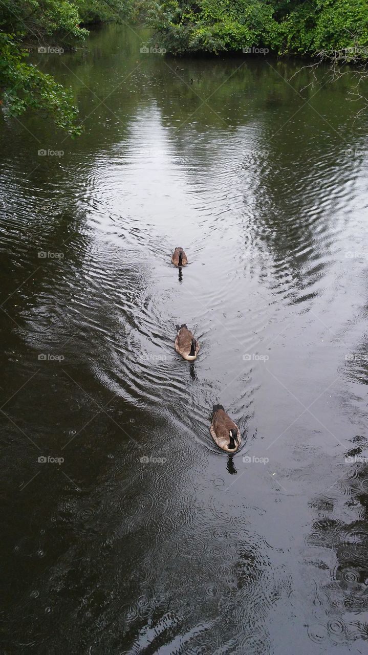 Water, No Person, Pool, River, Lake