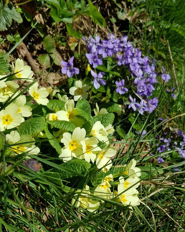 Yellow primrose