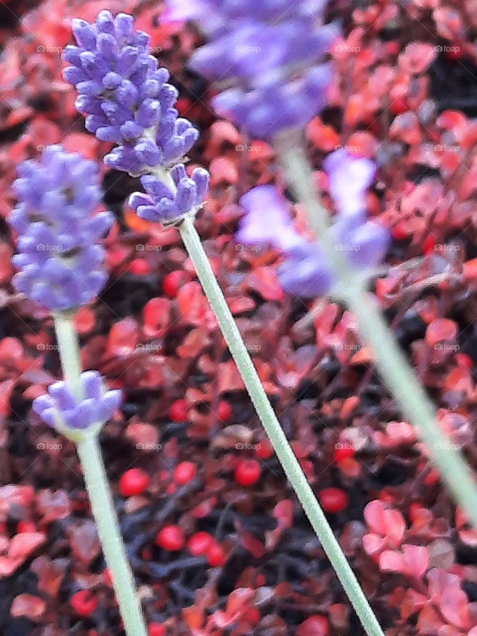 autumn garden  - red cotoneaster in background  and lilac lavender flowers