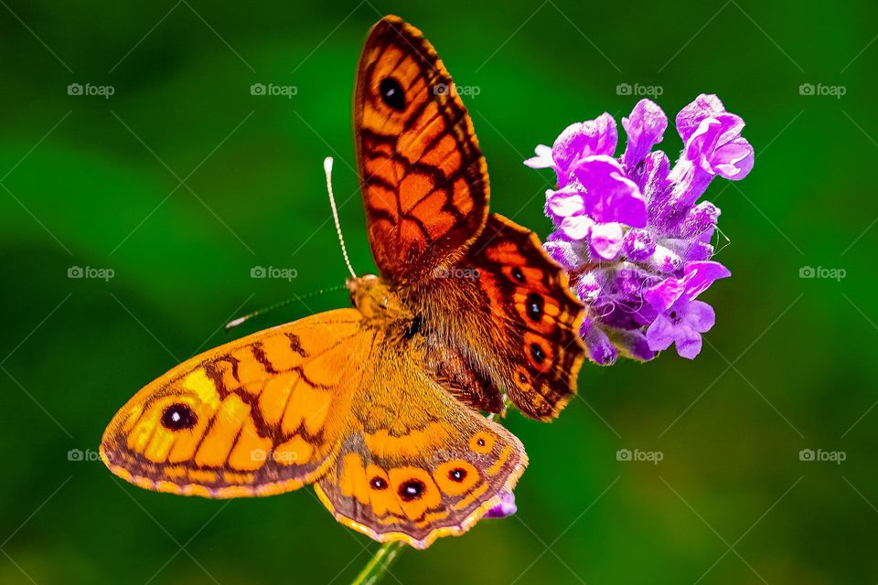 A tiger butterfly at the purple flower