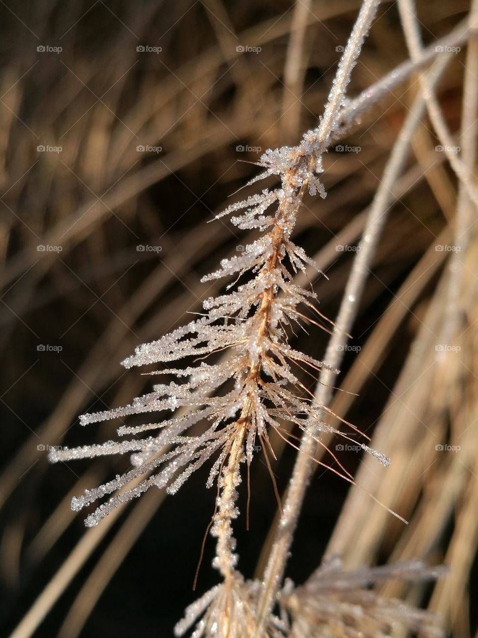 Frozen grass in winter