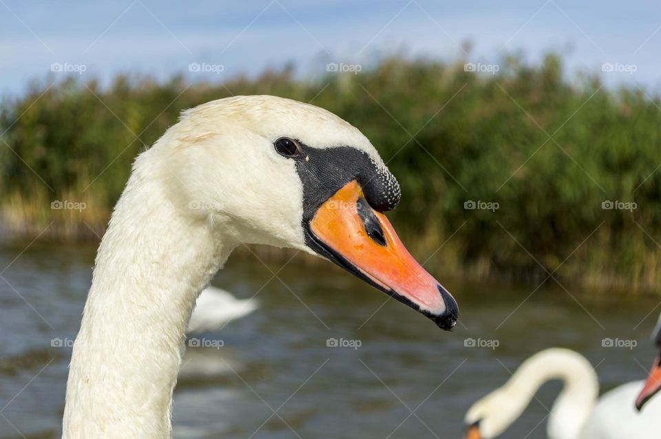 Swan portrait