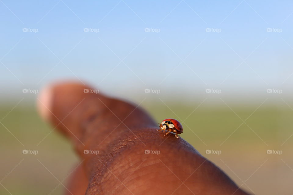 ladybird