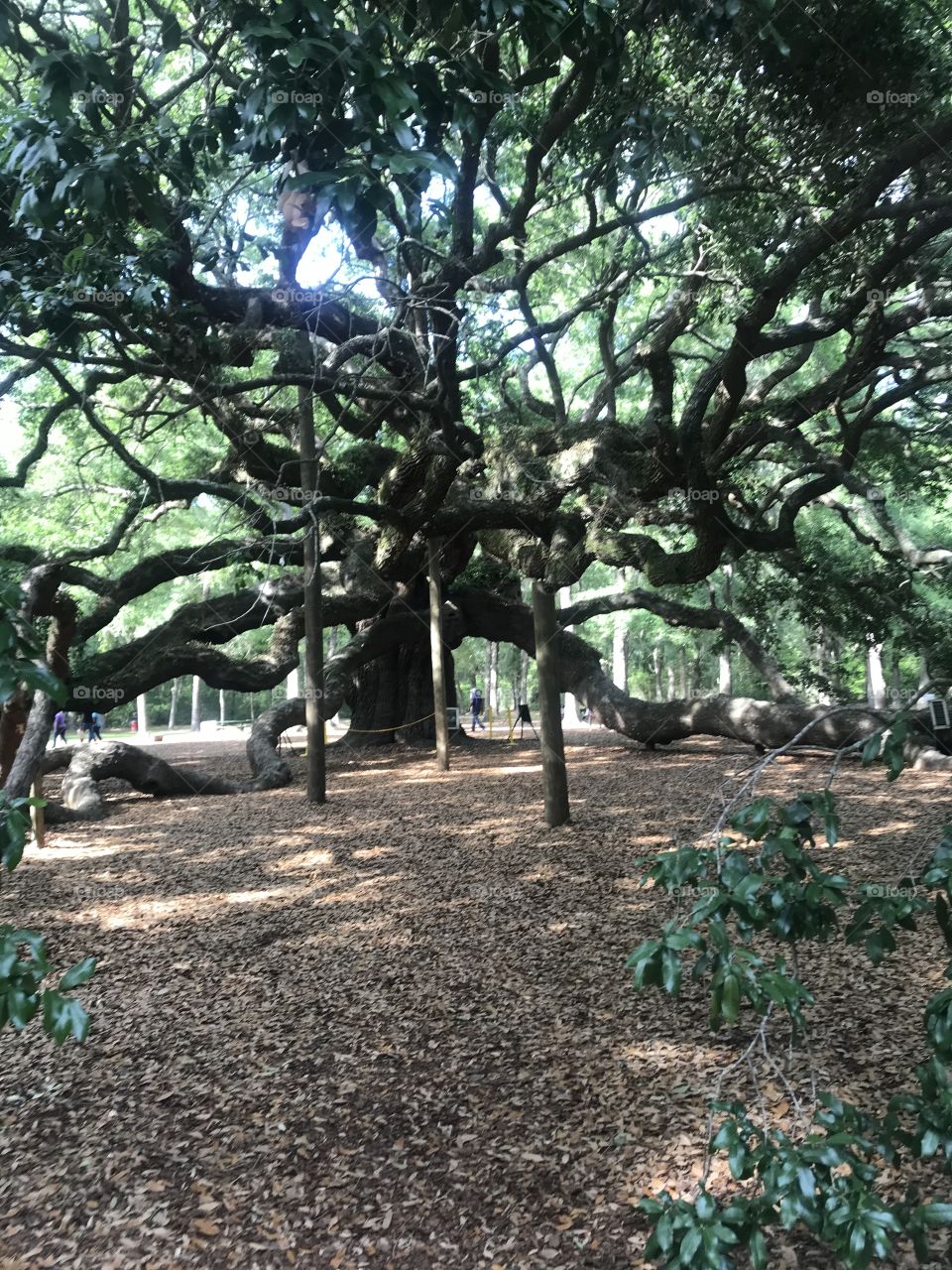 Holy Angel Oak