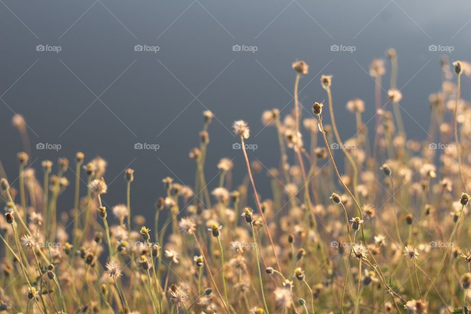 Grass flowers with afternoon light