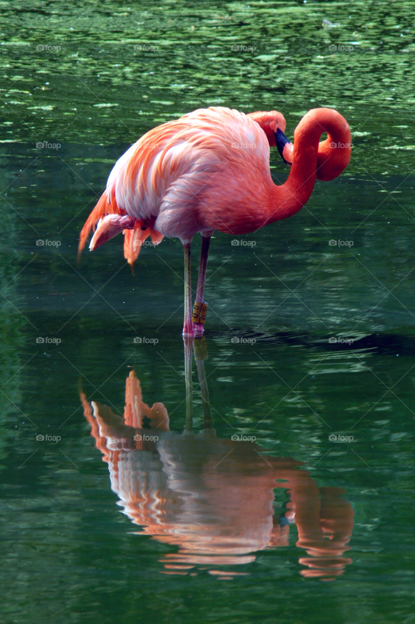 Bird, Wildlife, Water, Flamingo, Animal