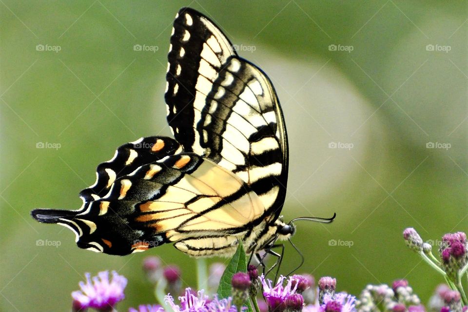 Yellow swallowtail butterfly on ironweed flower