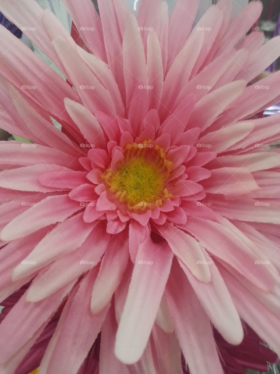 pink flower