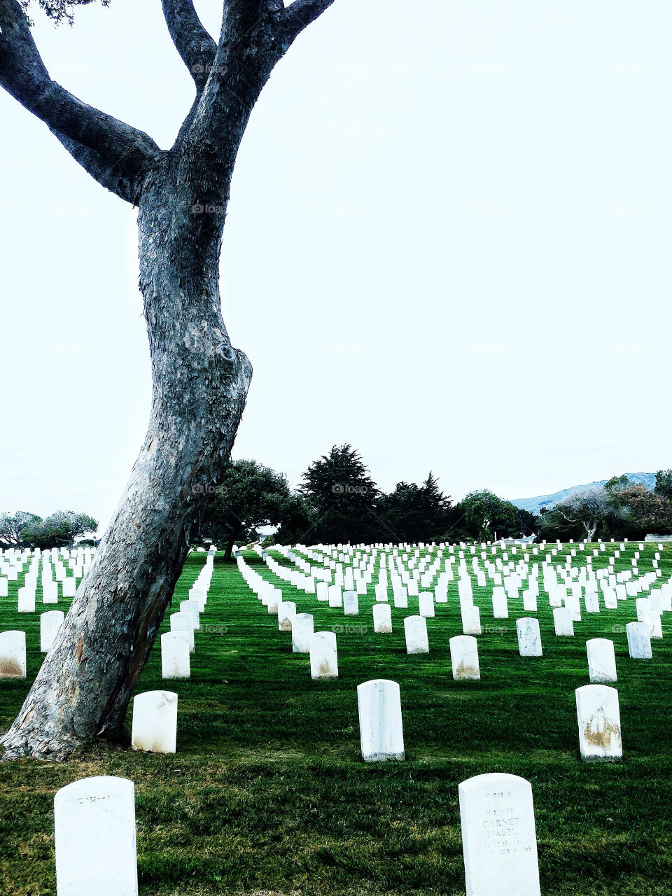 Rows of grave stones at an American military grave yard, Golden Gate
