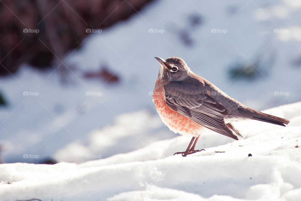 Snow robin