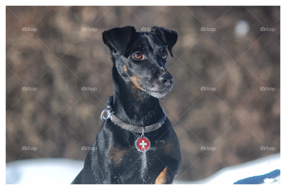 dog german hunting terrier by bearfaerie