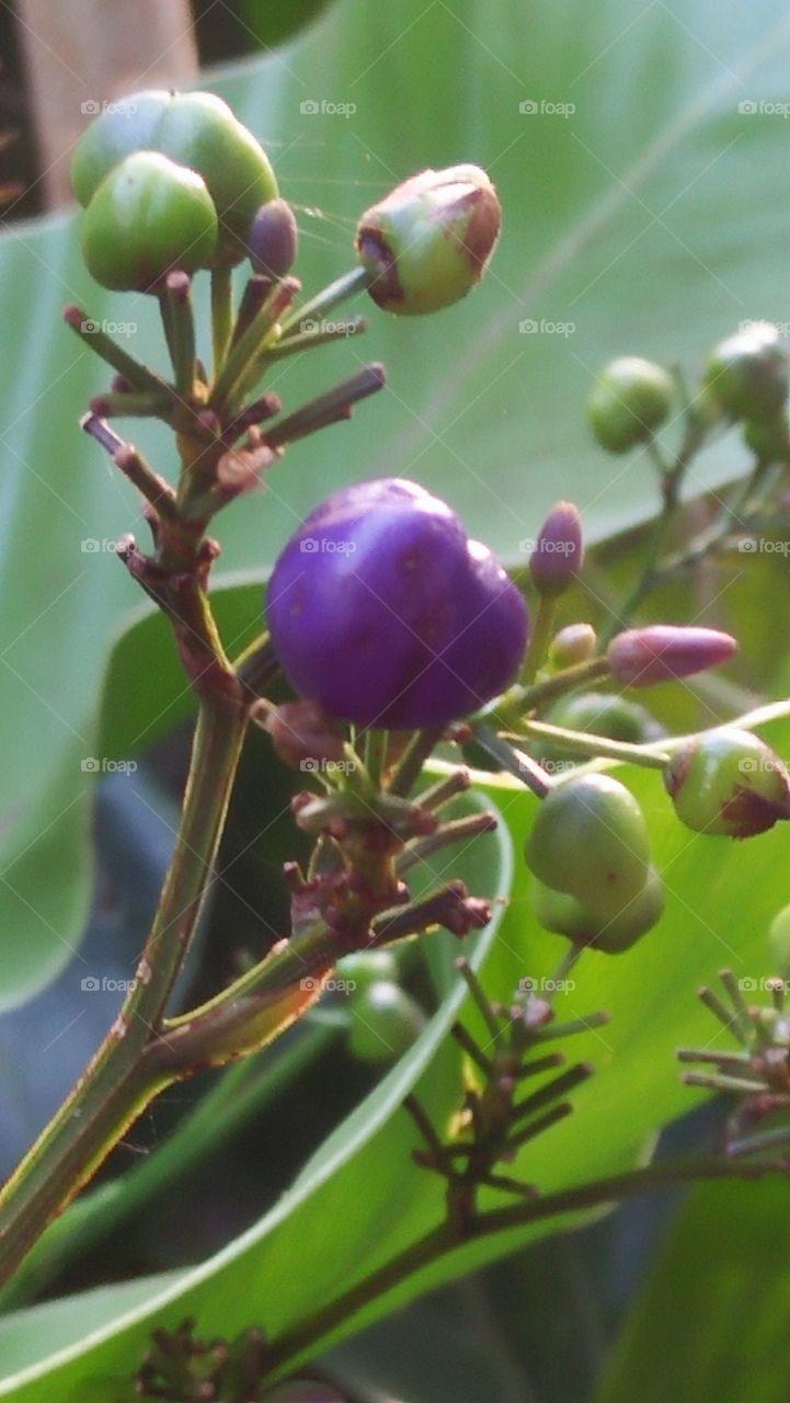 Fruit in Singharaja rain forest