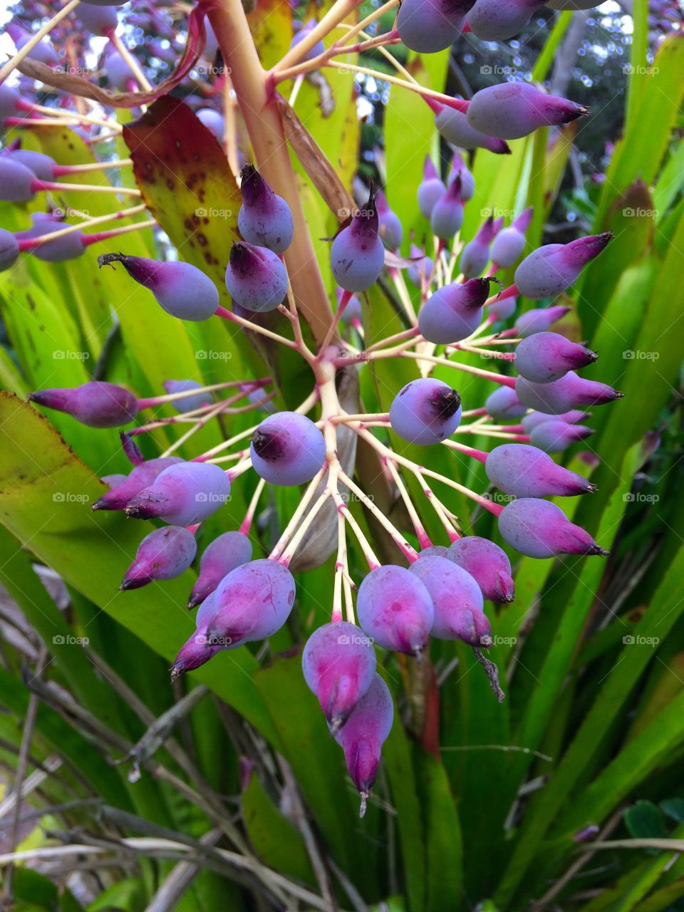 Gorgeous stalk of deep purple bursts  of a bromeliad bloom. 