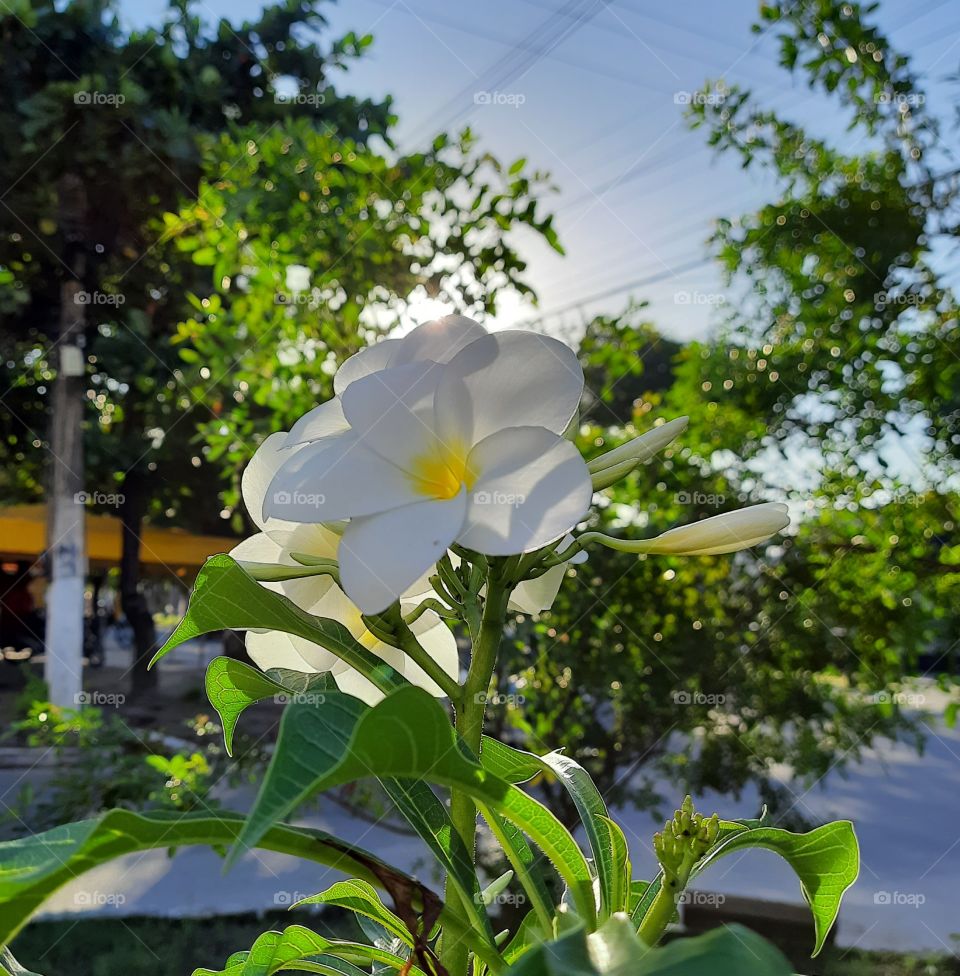 Flores e suas cores