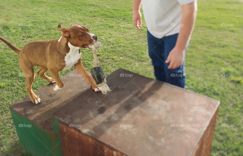 a man watches a young puppy dog jump on a metal box with a rope bone in her mouth with spring grass behind them