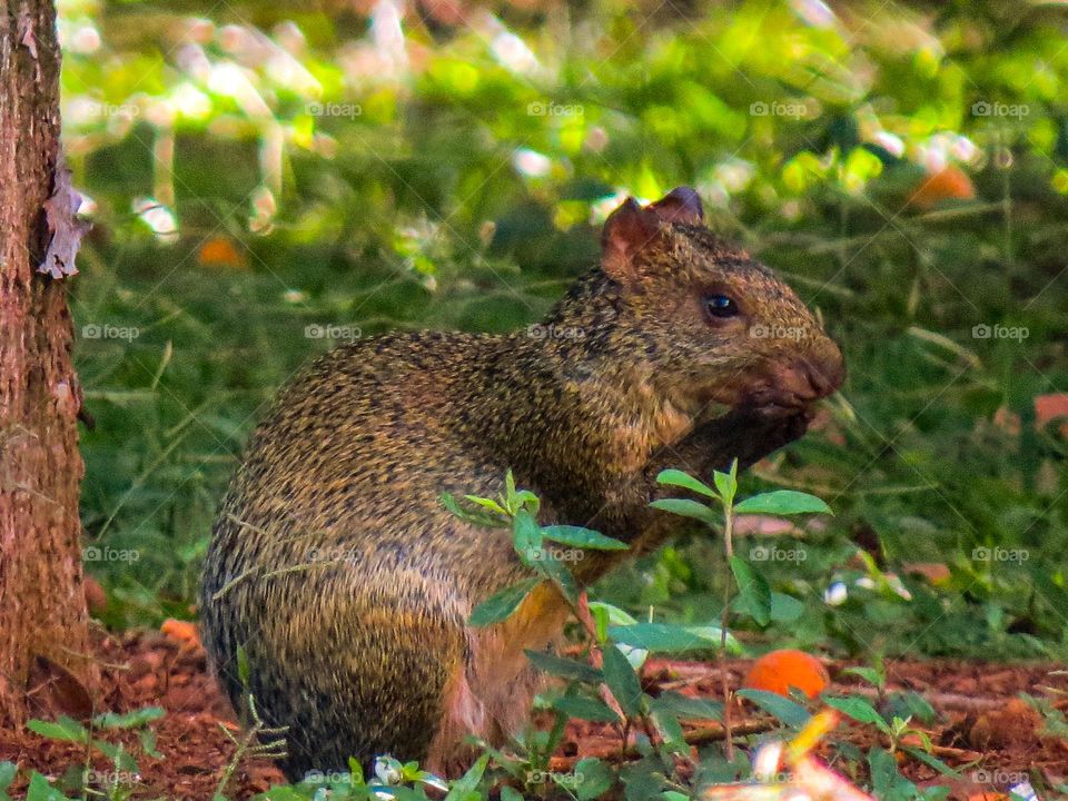 Pequena cotia comendo frutinhas