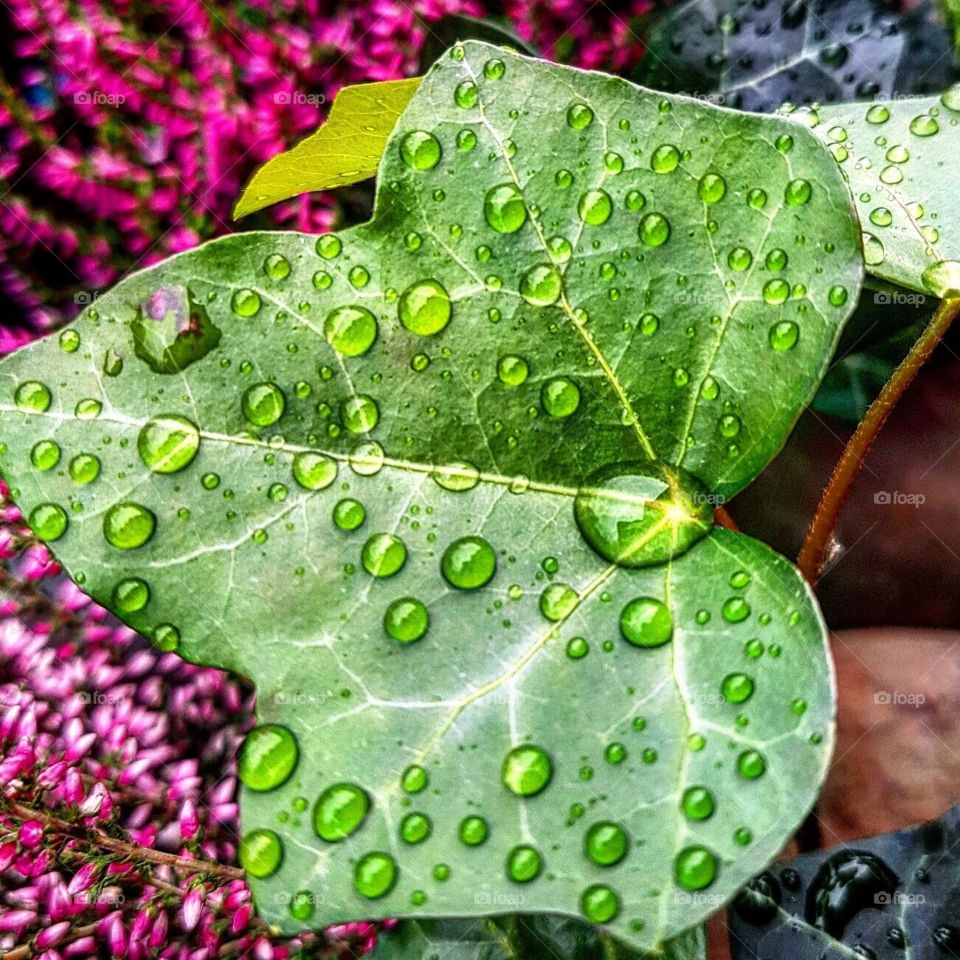 Raindrops on the leaf