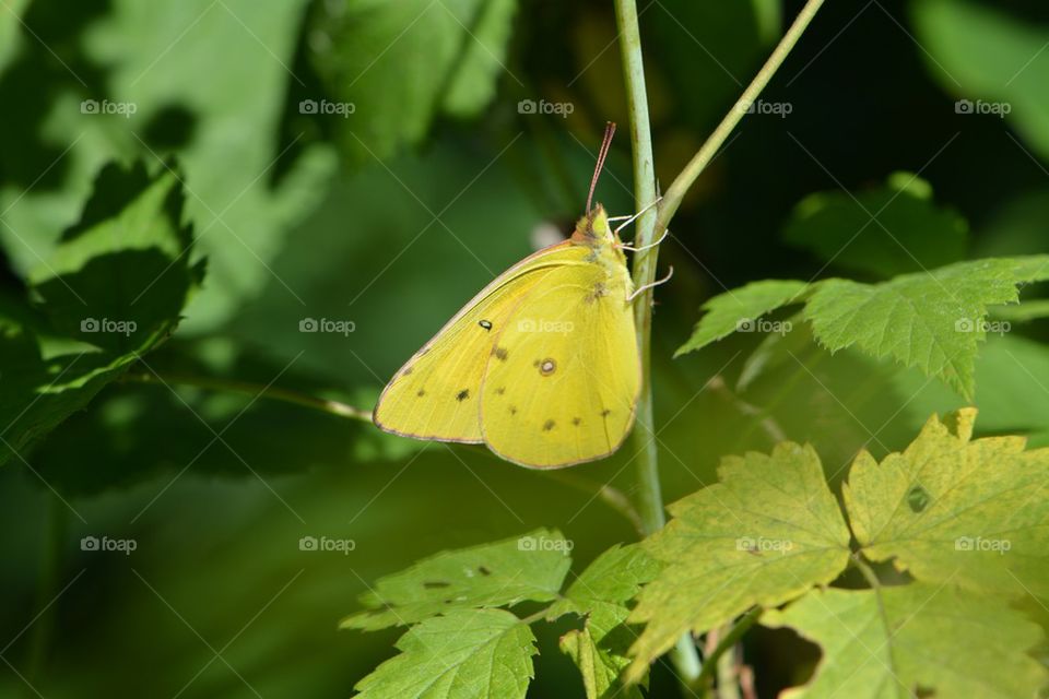 yellow butterfly