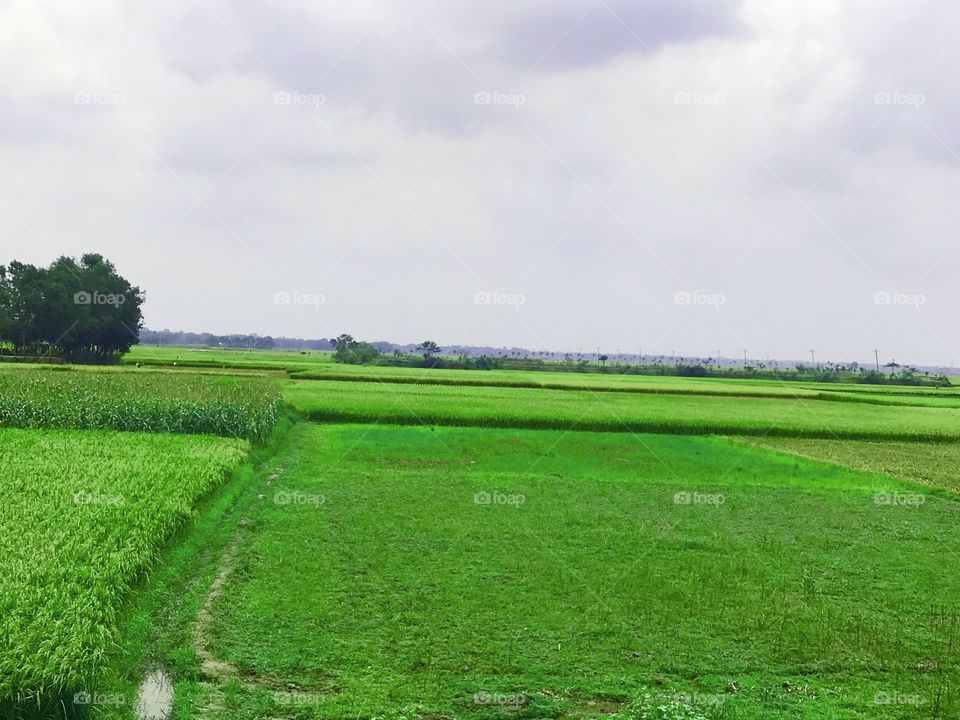 rice paddy field in village 