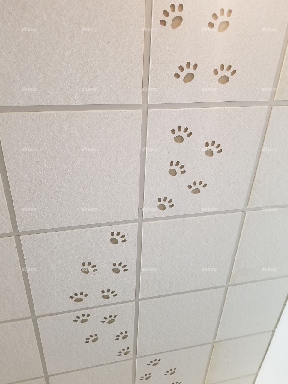 paw prints on a ceiling